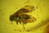 Detailed Fossil Barklouse (Psocodea) In Baltic Amber #200066-1